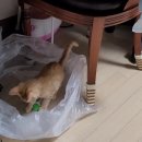 랑이옷장 이미지