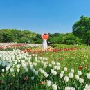 정원헤어코디 | 🌷 문암생태공원 튤립정원 데이트 & 튤립샷 후기 🌷
