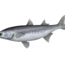 대명송어 이미지