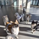 꿈의유치원 이미지