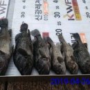 곤리레져