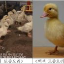 토종축산2 이미지