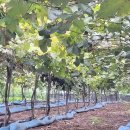 포도밭1길 이미지