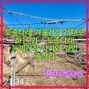 운학토종2농원 | 토종다래 겨울전정 제대로 하는 법 / 토종다래 동계전정 시기와 방법 총정리