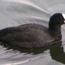 기흥호수공원(생태) 이미지