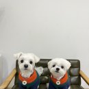 카페인스