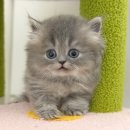 강아지고양이 미유펫 청주점 이미지