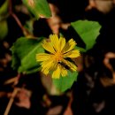월명산야생화