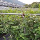 장생사슴농장 이미지