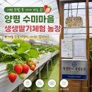 우애농장 | 이번 주말 꼭 가야 하는 곳 양평 수미마을 생생딸기체험 농장 겨울 주말여행지 아이와 갈만한곳