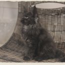 천사냥 | 검단메인쿤입양 성공기 냥젤리 감동