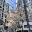 영자다방 | 4월 (일상, 일기, 봄 위시 리스트, 식목일, 여자 쇼핑몰 노미나떼 리퍼브 세일, 미사역 카카케이크...