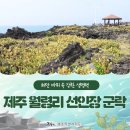 건강한 푸른빛, 제주 월령리 선인장 군락 이미지