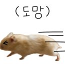 향남맛집 바다향왕코다리 이미지