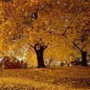 Doris Day - Autumn Leaves - 1956 이미지
