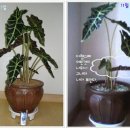 알로카시아 이미지