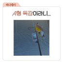 A형 독감 주의!!! / 독감증상, A형독감증상