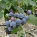 철마농장 이미지