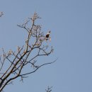 피고지고 이미지