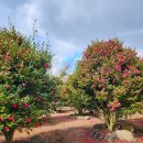 제주가족의 시간 | 4계절 아름다운 서귀포가볼만한곳 돌낭예술정원 제주가족여행 후기