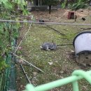 북대얼큰이뼈다귀탕 | 제2회첫마중길꽃마중예술제/마중길/레즈코프/북대얼큰뼈다귀탕/다큐촬영/쿠이스기/공차/번지농장돌판...