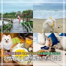 THE CLUB HOUSE | 다낭 안방비치 애견동반 코스 추천 | 숙소·식당·카페 총정리