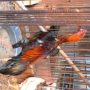 지인농장2 이미지