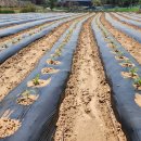 25년4월26일(토) 감자순꺼내기, 벌통놓기, 빗물배수로 정비 등 이미지