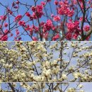 영인산자연휴양림 이미지