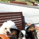 에코미르 이미지