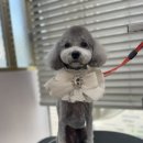 몽가펫 | 경산애견미용 스트레스 안 받게 잘하는 몽가펫 방문 후기