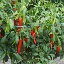 배들농장2 이미지