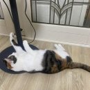 멍때리는 고양이 이미지