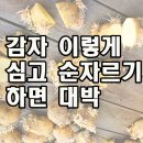 감자 이렇게 심고 순자르기 하면 대박 이미지