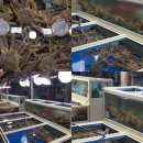 오동동052 | 울산대게/정자대게/수협55번 중매인집/대구회센터/대게데이트/가격저렴하고 짜지 않은 울산대게