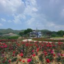 황골장미마을 이미지