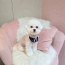 개이쁘댕 이미지