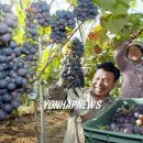 김영춘농장 이미지