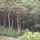 소나무 군락지 이미지