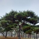 솔뫼성지 소나무 이미지