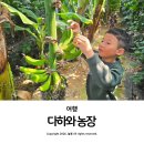 늘봄농장 | 대구 아이랑 체험 갈만한 곳 열대과일 다하와 농장 예약 체험 후기