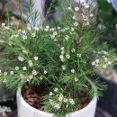 파크 블러썸 이미지