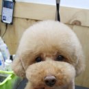 보드레도그 네이버블로그
