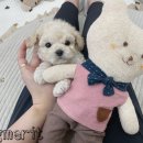 댕댕이 애견샵 이미지