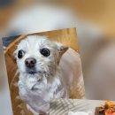 휴 애견미용 이미지