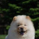 뚱띠 Daum카페