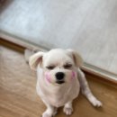 까까몽 애견미용실 이미지