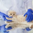 위즈동물병원 이미지