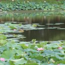 잎새꽃방 | 나주 수연당(睡蓮堂)