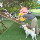 놀다가개 이미지